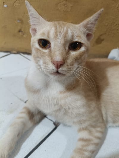 The image displays a domestic short-haired cat, characterized by a light cream to pale orange coat with distinct darker orange tabby stripes visible on its forehead, ears, and forelegs. The cat has prominent, alert, round amber-brown eyes and a pink nose. A white patch of fur is visible on its chest and neck. It is positioned centrally in the frame, lying down and facing directly towards the viewer. The immediate ground beneath the cat consists of a light-colored, likely white, tiled floor with dark grey grout lines, showing minor surface wear. The background features a textured, dull yellow-orange wall, presenting an uneven surface with some darker markings. The scene is illuminated by a uniform light source, casting soft shadows. This event occurred in the city of Cileungsi, Indonesia.
