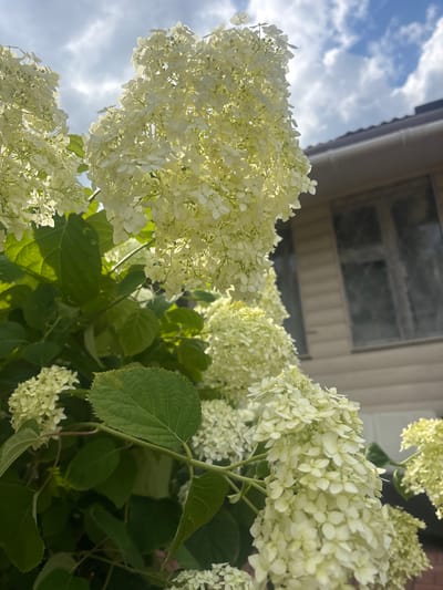 The image shows a close-up of white hydrangea flowers against a backdrop of a cloudy sky and the upper portion of a building. The flowers are in full bloom, with numerous small, white petals clustered together to form large, conical or rounded flower heads. Some of the flowers are illuminated by sunlight, giving them a bright, almost luminous appearance, while others are in shadow, creating a sense of depth. The leaves of the hydrangea plant are visible, appearing lush and green. In the background, the building has a light-colored siding and a dark roof. There are also windows visible on the building, though they are somewhat blurred and reflect the sky. The sky itself is partly cloudy, with patches of blue visible between the white clouds. The overall impression is one of a bright, sunny day, possibly late morning or afternoon, given the quality of light. The scene appears to be outdoors, in a garden or yard setting, with the building suggesting a residential area. The focus is clearly on the beauty and texture of the hydrangea blooms. There is no text visible in the image.