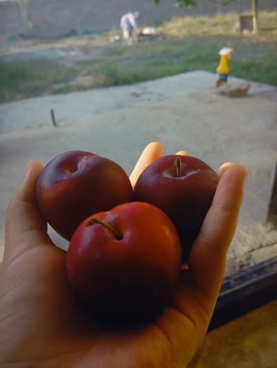 A hand holds three dark red plums in the foreground of the image. The hand is cupped, and the plums are nestled within it. The background is out of focus, showing an outdoor scene with a concrete area and some greenery. In the distance, there are hints of structures and figures, suggesting a rural or semi-rural setting. One of these figures appears to be wearing white clothing, and another object resembles a yellow spray bottle with a blue label. The lighting suggests it is daytime, possibly late afternoon given the warm tones in the image. The overall mood is simple and focused on the fresh fruit. No visible text is present in the image. The provided location context is Kızıl-Bel, Kyrgyzstan.