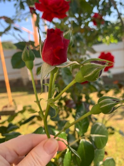 In Aguy-Shapsug, Russia, a close-up shot captures a hand gently holding a rose stem bearing a single, partially opened red rosebud. Several other rosebuds, still tightly furled and tinged with purple, are visible along the stem. The background is softly blurred, revealing hints of a garden with green foliage, the warm glow of sunlight on the ground, and a distant fence and structure.