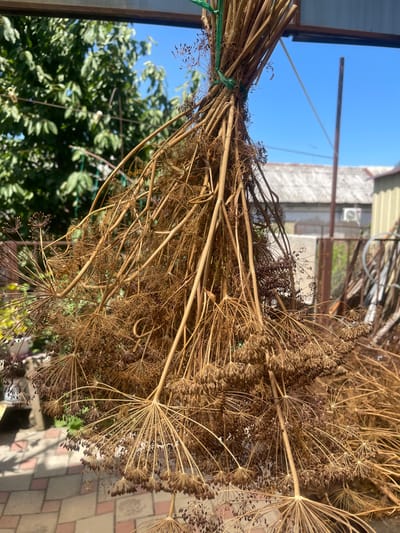 A bunch of dried dill hangs from a green string against a bright blue sky, in the city of Primorsko-Akhtarsk, Russia. The dill, brown and brittle, has seeds clustered at the end of its feathery branches. Behind the dill, out of focus, is a leafy green tree on the left and buildings with grey rooftops and corrugated metal siding on the right. A paved area with pink and beige square tiles is visible in the lower left corner, casting shadows from the hanging dill. The scene appears to be outdoors, likely in a backyard or garden, bathed in sunlight. There are no people present in the image.
