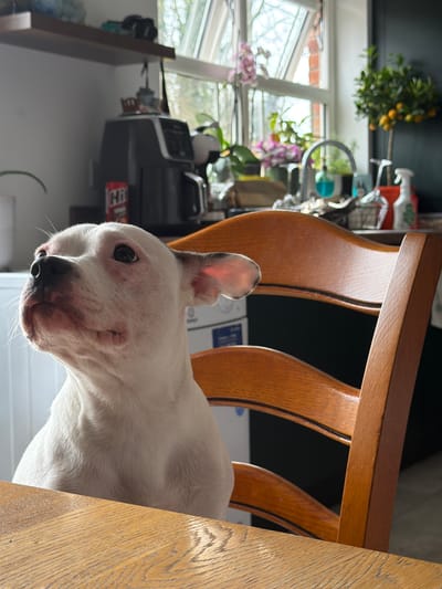The image features a white dog, possibly a bulldog, resting on a white surface, partially obscured by a wooden chair. The chair is light brown with a curved back and several vertical slats. In the background, a window reveals a garden scene. Indoor elements include a printer and decorative plants on a shelf. It's impossible to pinpoint the exact location within Craigavon based solely on the image.