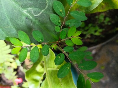 A plant with small, rounded green leaves grows alongside larger foliage. The tiny leaves are arranged symmetrically along thin reddish-brown stems. Small, round structures are seen near the base of each leaf. A portion of a large, smooth green leaf is visible in the background, featuring a pale marking. Other plants with different textures and shades of green fill the periphery. The ground or container surface is vaguely visible with a mix of earthy tones.