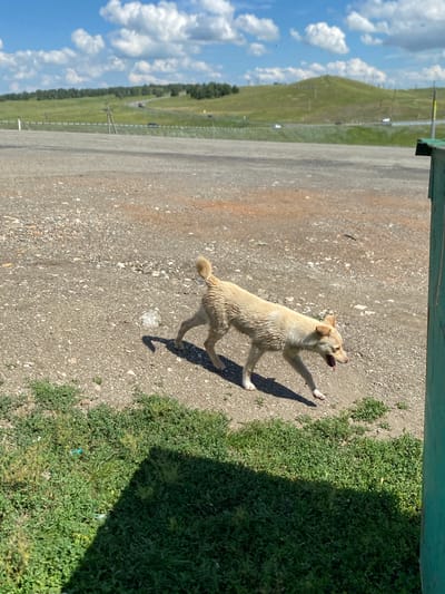 A light-colored dog with a light brown tail is walking on a gravel surface. The dog is panting with its tongue out and its mouth open. Its fur appears wet. In the background, there is a green grassy area with a shadow cast on it. Further in the background, a rolling green hillside with trees is visible under a blue sky with white clouds. A road with a few cars is also discernible in the distance. A portion of a green structure is visible on the right edge of the frame. The scene appears to be outdoors in Yuldybayevo, Russia.