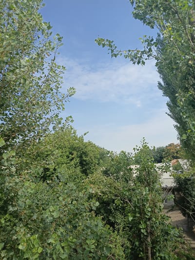 A wide shot captures a view of the sky framed by the leaves and branches of several trees. The sky is a light blue with scattered white clouds. Dense green foliage fills the foreground and sides of the image, with some buildings visible peeking through the leaves in the lower right quadrant. The roofs of the buildings appear to be corrugated metal. The scene is likely from a residential area in Osh, Kyrgyzstan, given the presence of trees and buildings. There are no people or animals visible in the frame. The overall impression is one of a natural setting within a developed area.