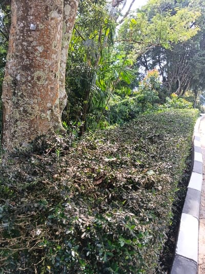 A tall, textured tree trunk stands beside a dense green hedge bordering a paved walkway with black and white striped curbs. Beyond the hedge, various trees and lush greenery create a layered backdrop, obscuring the horizon. Sunlight filters through the foliage, illuminating portions of the hedge and creating highlights. The scene appears to be a well-maintained garden or park setting.