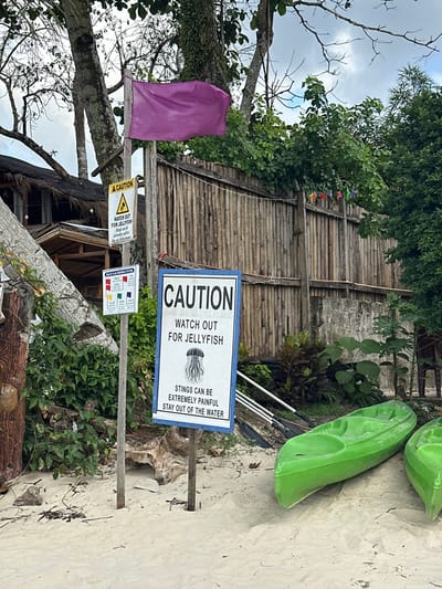 This image depicts a sandy beach area in Roxas, Philippines, under an overcast sky, characterized by tropical vegetation and warning signage.

In the foreground, the ground is light-colored sand. Two bright green, sit-on-top kayaks rest horizontally on the sand to the right. To their left, several black paddles are stacked on the ground.

Two wooden posts rise from the sand, supporting multiple signs. The most prominent is a large, white rectangular sign with a blue border, stating "CAUTION WATCH OUT FOR JELLYFISH" in black sans-serif font, accompanied by a detailed illustration of a jellyfish. Below this, the text reads "STINGS CAN BE EXTREMELY PAINFUL STAY OUT OF THE WATER." Above this sign, a smaller yellow triangular sign with a black border displays a jellyfish icon and the text "CAUTION WATCH OUT FOR JELLYFISH." Below the yellow sign, a small rectangular white sign labeled "BEACH FLAG WARNING SYSTEM" shows miniature flags in red, yellow, blue, and white, each with corresponding text indicating risk levels (e.g., "Dangerous," "Caution," "Moderate," "Safe").

A solid purple flag is attached to the upper section of one wooden post, fluttering against the sky and a large tree trunk.

Behind the signs and posts, dense tropical foliage and tree trunks are visible. A fence constructed from vertical bamboo poles spans the midground. Along the top edge of this bamboo fence, a string of multi-colored star-shaped decorations is strung. To the far left, partially obscured by trees and signs, a building with a thatched roof is visible. The sky is largely covered by clouds. No individuals are present in the scene.