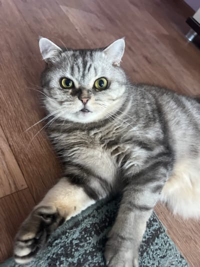 A domestic shorthair cat with silver tabby markings is lying on a wooden floor and a textured rug. The cat's eyes are wide and yellow, and its mouth is slightly open, revealing its tongue. Its front paws are resting on the rug, while its body extends onto the floor. The background shows a wooden floor with a visible grain. The scene is indoors, and there is no indication of the specific location within Bely Klyuch, Russia.