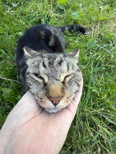 An overhead shot shows a tabby cat resting its head in a human palm. The cat is lying on a grassy area. The cat's fur is a mix of black, gray, and brown. The human hand is fair-skinned. The background consists of green grass and some scattered leaves. The image does not provide any information that would allow for the identification of the location in Verkhne-Pozim', Russia.