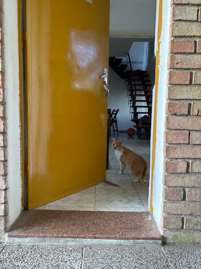 A partial view through a doorway reveals an orange tabby cat on a tiled floor. A yellow door is slightly ajar, with visible hardware. Beyond the cat is a stairwell, a basketball, and a small wooden chair. The doorway is framed by brick, white trim, granite, and textured concrete. The overall perspective is from a high vantage point, looking down and slightly into the building.