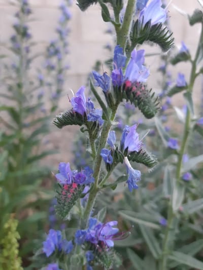 This is a close-up, eye-level shot of a flowering plant with small, vivid blue and purple blossoms and fuzzy green buds. The flowers are clustered along a thin, hairy stem. Some of the buds have pinkish-red centers. The background is softly blurred, with hints of more of the same plant and some pale green foliage, suggesting an outdoor garden or natural setting. The lighting appears to be natural daylight, with soft illumination and no harsh shadows, indicating it could be a cloudy day or late afternoon. The focus is sharp on the foreground flowers, highlighting their delicate structure and vibrant colors. There are no people, text, or explicit cues about the specific time of day or weather conditions, beyond the general impression of daylight. The setting appears to be a natural environment, possibly a garden or a roadside, in Бактуу-Долоноту, Kyrgyzstan, given the provided location context.