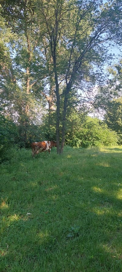 A brown and white cow stands in a grassy clearing surrounded by trees. The cow is facing away from the camera, towards the right side of the frame. It is partially obscured by a thin tree trunk in the foreground. The clearing is filled with lush green grass, and sunlight dapples the ground in various spots. In the background, dense green foliage and trees create a natural setting. The sky is visible through the trees, appearing clear and blue. The scene is located in the city of Voronkiv, Ukraine, suggesting a rural or semi-rural environment.