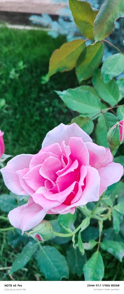 This media file is a close-up, vertical shot of a vibrant pink rose in bloom, set against a blurred background of lush green grass and leaves. The rose is the primary subject, with its delicate petals unfurling in soft layers, showcasing a range of pink hues from pale blush at the edges to a deeper magenta towards the center. A rosebud, partially open and tinged with red, is visible to the right of the main bloom. Green leaves, some with serrated edges, surround the rose, providing a natural and verdant setting. The grass in the background is a rich, deep green, suggesting an outdoor environment.

The image appears to have been taken during daylight, possibly in the late afternoon or early evening, given the soft lighting. There are no people visible in the frame. The overall mood is serene and focuses on the natural beauty of the rose.

Visible text at the bottom of the image indicates technical details about the photograph: "NOTE 40 Pro" likely refers to the device used, followed by a date and time stamp: "2026.06.24 06:10 PM". Further technical specifications are provided: "23mm f/1.7 1/100s ISO368". The final line of text, "Nohijahoi tobei çumhurī", appears to be in a non-English language, possibly Turkish or a related language, and may be a caption or location tag. Given the location context provided, the text could be related to Roghun, Tajikistan, perhaps a phrase in a local dialect or language.