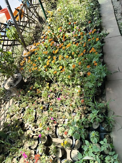 The image depicts a densely packed plant nursery in Ghaziabad, India. The primary focus is a collection of potted plants and seedlings arranged on the ground. Orange cosmos flowers are prominent, forming a vibrant cluster amidst other greenery. Numerous smaller plants, some with multi-colored flowers, are arranged in black plastic bags or pots.
To the left, a potted tree stands near a metal structure that includes a lattice fence and various metal poles and supports. This suggests a boundary or support system within the nursery. A concrete pathway borders the plants on the right, providing a defined edge to the cultivated area. The overall setting appears to be an outdoor space exposed to direct sunlight. No people are visible in the frame.