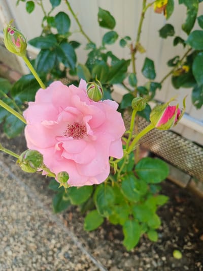 A close-up, slightly high-angle shot focuses on a single, fully bloomed pink rose, with several rosebuds in various stages of development scattered around it. The rose petals are a soft, delicate pink, with darker, reddish-pink stamens visible in the center. The rosebuds are green, with hints of pink peeking through the tips of some. The rose plant has lush, green leaves and thorny stems.
The background is blurred but suggests an outdoor setting. A light-colored, possibly wooden or vinyl fence is visible behind the rose plant, and to the right, there is a section of what appears to be a woven fence or screen. In the foreground, the ground is covered with gravel and soil.
The lighting suggests it is daytime, likely sunny, given the brightness of the scene and the shadows. There are no people or animals visible in the image. The focus is entirely on the rose and its immediate surroundings. The overall impression is one of natural beauty and the promise of more blooms.
The location context provided is Staronizhestebliyevskaya, Russia, which may indicate the type of flora and environment typically found there. No text is visible in the image.