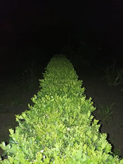 The image shows a well-maintained green hedge at night. The hedge is long and appears to be part of a garden or park. The background is dark, suggesting it is nighttime, and there is some out-of-focus vegetation visible in the darkness. The hedge is the primary subject and is brightly lit, possibly by an artificial light source not visible in the frame. The scene is set in the city of Pochaiv, Ukraine.