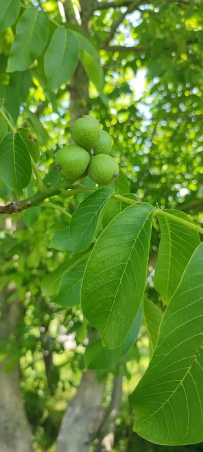 A close-up, vertical shot captures a cluster of four unripe green walnuts hanging from a branch of a walnut tree. The walnuts are round and appear to be about an inch in diameter. They are clustered together, with two in the front and two slightly behind. The branch is also green and has a rough texture. Large, green leaves with prominent veins surround the walnuts, some in focus and others blurred. The background is a soft bokeh of green foliage and dappled sunlight, suggesting an outdoor setting in a natural environment. The image was taken in Пацейкаўскі сельскі Савет, Belarus.