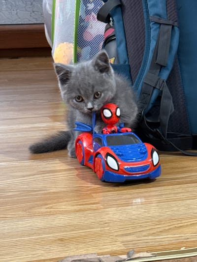 An indoor scene in Hadzhidimitrovo, Bulgaria, features a small, solid grey kitten seated on a light-colored wooden plank floor. The kitten, positioned centrally in the frame, faces forward with its head slightly lowered, showing prominent amber eyes. Its mouth is open and appears to be gently interacting with the blue hood or windshield frame of a red and blue toy car positioned directly in front of it. A small, red and blue Spiderman action figure is seated within the driver's seat of the toy car. To the left and slightly behind the kitten, a white mesh bag, potentially a laundry hamper or toy organizer, contains a spherical orange object. To the right and behind the kitten, a dark blue backpack stands upright, revealing black straps, buckles, and a dark grey padded back panel. A light-colored bottle is partially visible in a side pocket of the backpack. The wooden floor exhibits distinct horizontal grain patterns and planks.