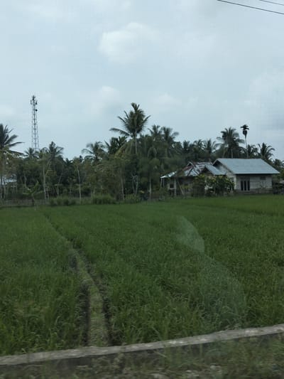 A rural landscape photograph shows a bright green rice paddy in the foreground, with a narrow dirt path cutting through it. In the middle ground, a cluster of palm trees and other lush vegetation is visible, interspersed with two simple houses. The house on the right has a light-colored exterior and a gray metal roof, while the house to its left appears older, with a corrugated tin roof showing signs of rust. A tall communication tower stands to the left of the houses, silhouetted against a pale, overcast sky. The scene appears to be in a tropical environment, likely Teupinreudeup, Indonesia, given the characteristic palm trees and agricultural setting. The overall lighting suggests a cloudy day.