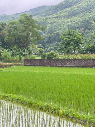 A vertical, eye-level shot captures a lush, terraced landscape in Tân Thanh Commune, Vietnam. In the foreground, a vibrant green rice paddy stretches across the frame, its flooded surface reflecting the overcast sky and the tender rice shoots. The paddy is bordered by a narrow strip of dense green grass, separating it from a low, rough-hewn stone wall. Beyond the wall, a variety of foliage thrives, including tall stalks of corn, leafy banana trees, and various other green plants, interspersed with a solitary, medium-sized tree with a brown trunk and dark green leaves. The midground is dominated by these diverse plants and the imposing stone wall, which appears to be constructed from grey, rectangular bricks. The background is a tapestry of densely vegetated hills, with the lower slopes covered in a mix of bamboo and other trees, creating a textured, emerald green expanse that fades into the soft, grey haze of the sky. The overall scene conveys a sense of natural abundance and rural tranquility, typical of the Vietnamese countryside.