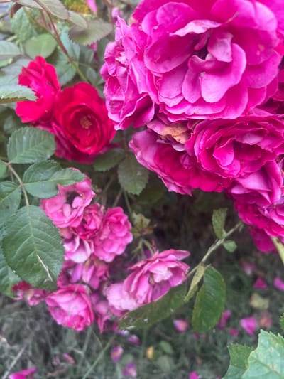 The image shows a close-up of several pink and red roses and green leaves on a bush. The roses are in various stages of bloom, with some fully open and others still budding. The leaves are a deep green and appear to be healthy. The background is blurred, but it appears to be a garden or outdoor setting. There are no people or animals visible in the image. The lighting is soft and natural, suggesting the photo was taken outdoors during the day. The overall impression is one of natural beauty and tranquility.