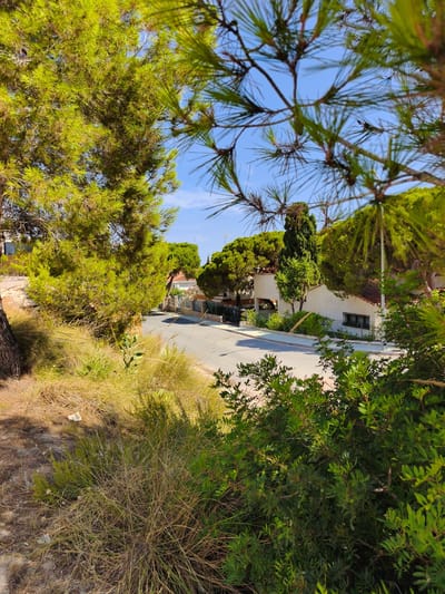This media file depicts a sun-drenched, residential street scene in Dehesa de Campoamor, Spain. The foreground is dominated by lush green foliage and dry, golden grasses, framing a view of a winding asphalt road. Pine trees, with their characteristic needle-like leaves and rough bark, are prominent in the composition, their branches and needles creating a natural, dappled effect over the scene.
Beyond the trees, white-plastered houses with terracotta roofs line the street. Some houses feature traditional barred windows, adding a rustic charm. A tall, slender cypress tree stands out amongst the pines, adding verticality to the landscape. The sky is a clear, bright blue, indicating fair weather and likely midday or early afternoon. The sunlight casts distinct shadows, highlighting the textures of the vegetation and the surfaces of the buildings.
There is no discernible activity or event taking place; the scene appears quiet and still, suggesting a peaceful residential area. The overall impression is one of a warm, Mediterranean summer day. No visible text is present in the image.