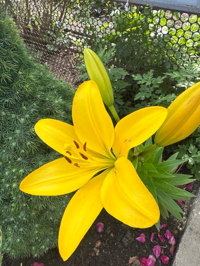 A bright yellow lily blooms in a garden, with its petals unfurled and prominent. Two unopened lily buds are also visible, one to the left and one to the right of the main flower. The lily is situated near a dense, evergreen shrub, possibly a conifer, and behind it, a dark, circular mesh fence allows glimpses of green foliage. The ground beneath the flower is dark soil, with scattered pinkish-purple petals on the surface, suggesting a previous bloom. The scene appears to be outdoors, with natural lighting. The location is identified as Primorsko-Akhtarsk, Russia.