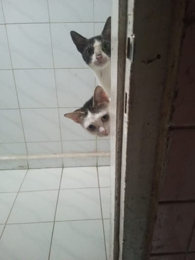 The image, taken in Karaikudi, India, shows two domestic cats positioned in an indoor setting. A larger cat with white fur and prominent dark grey patches on its head, ears, and around its eyes is visible in the upper portion, peering from behind a dark, weathered doorframe on the right. Its eyes are fixed directly on the viewer. Below it, a smaller, predominantly white cat with dark grey and light brown markings on its head and ears also looks directly at the viewer, partially obscured by the same doorframe. Both cats are situated on a light-colored tiled floor, characterized by a square grid pattern formed by visible grout lines, which extends into the background.