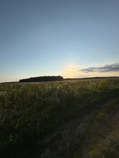 The image depicts a natural landscape in Gurino, Russia, during what appears to be late afternoon or early evening. The sky is a clear, pale blue, transitioning to a warmer hue near the horizon. A bright, low-hanging sun is visible, casting a warm glow and creating lens flare effects. Scattered clouds, tinged with yellow and white, are present in the sky.
Dominating the midground is a vast, overgrown field filled with tall grass and various wildflowers, many of which appear to be thistle-like with fluffy seed heads. The field stretches towards a dark, dense line of trees forming a treeline in the distance. A dirt path or track, partially visible, cuts diagonally across the lower right portion of the frame, disappearing into the tall vegetation. The overall impression is one of a rural, undeveloped area bathed in the soft light of a setting sun. No people or animals are visible in the image.