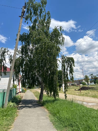 A paved pathway runs through a grassy area beside a white brick building with a red roof and a green fence on the left. A tall, weathered concrete utility pole with wires attached stands to the left of the pathway, with a large birch tree with hanging branches in the center of the image. In the background, there is a dirt road, more greenery, and several buildings. The sky is blue with scattered white clouds. The scene is located in Dondukovskaya, Russia.