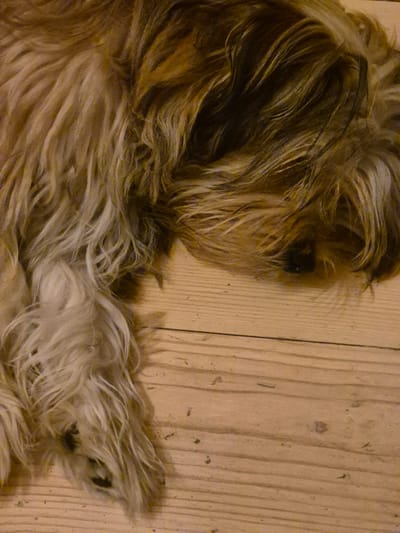 The image is a close-up, overhead shot of a dog lying on a wooden floor. The dog has long, shaggy fur in shades of brown and blonde. Its head is resting on the floor, with its eye visible in the lower right portion of the frame. The wooden floorboards are light brown and laid horizontally. The scene appears to be indoors, likely in a residential setting. The location is identified as Астра-1 Днт, Russia.