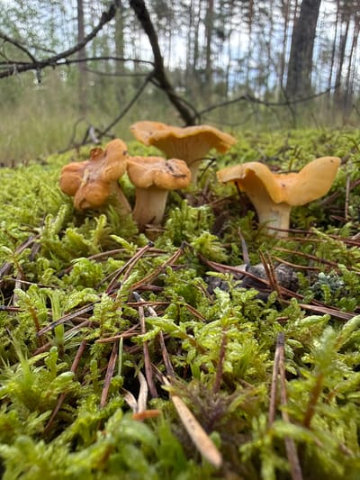 The image shows a close-up view of several chanterelle mushrooms growing on a mossy forest floor. The mushrooms are a vibrant orange-yellow color and have wavy, trumpet-shaped caps. They are surrounded by lush green moss and scattered pine needles. In the background, the blurry shapes of trees suggest a forest setting. The image is taken from a low angle, emphasizing the mushrooms and the texture of the forest floor. No people are visible in the image. The location is the city of Lipina, Lithuania.