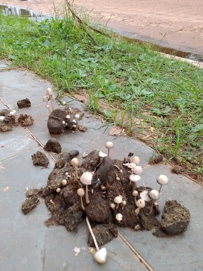 The image presents a ground-level view of numerous small, light-colored mushrooms growing from piles of dark, fibrous animal dung on a grey paved surface. The mushrooms have slender stems and caps ranging from off-white to light tan, with some appearing translucent. They are scattered in clusters across several distinct lumps of dung.

The paved surface consists of large, possibly concrete or stone, grey tiles. Along the left side and top edge of the paved area, a strip of vibrant green grass and weeds is visible, indicating an outdoor environment. Beyond the grass, the background is blurred but suggests a natural area with brown earth or a path, possibly with standing water or wet ground reflecting light.

The scene depicts a natural biological process, likely in a humid or recently wet environment, during daylight hours. No people are visible, and there is no discernible text. The location context indicates this scene is in Concepción, Paraguay. The presence of dung suggests nearby grazing animals.