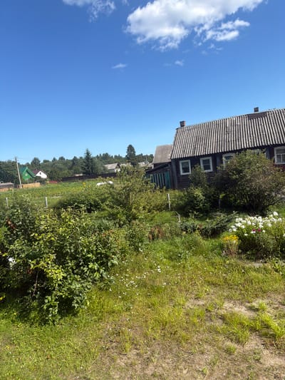 This is an outdoor, eye-level, full shot image taken on a clear, sunny day in Jalguba, Russia. The scene depicts a rural residential area with several houses, dense greenery, and a bright blue sky with scattered white clouds. In the foreground, a patch of dry, sandy earth is covered with sparse, dry grass. To the left, a lush, dense green bush dominates the mid-foreground, with smaller white flowers visible at its base. To the right of the bush, a cluster of white and yellow flowers grows in a garden bed, partially obscured by taller green foliage.
Behind the foreground greenery, a wooden house with a corrugated, grey roof and dark brown siding is prominent. It has several white-trimmed windows. To the left of this house, a smaller, darker green wooden structure is visible. Further back, a field of green crops stretches towards a line of trees that forms the background. A bright green house with a white trim and a peaked roof is visible on the far left, nestled amongst trees. The sky is a vibrant blue, with a few wispy white clouds. There are no people or animals visible in the image.