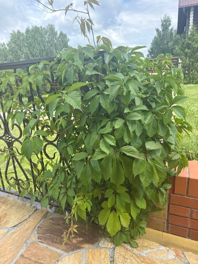 A dense, green vine with palmate leaves is growing in front of a black metal fence and a brick wall. The vine is lush and full, with many overlapping leaves. The fence has an ornate, scrolled design. Behind the fence and vine, there is a green lawn and trees. A cloudy sky is visible in the background. The scene appears to be outdoors, possibly in a residential area. The location is the village of Volchikha, Russia.