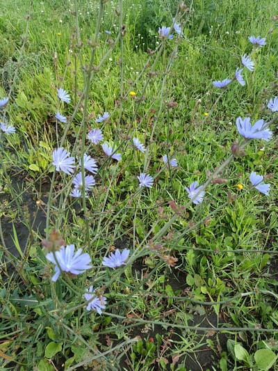 The image captures a close-up view of chicory flowers with their distinctive pale blue petals, blooming amidst green grass and dark soil. The flowers are scattered across the frame, some in full bloom and others as closed buds. The overall scene suggests a natural, outdoor environment, possibly a meadow or roadside verge, within the city of Miasskoye, Russia. The lighting indicates it could be overcast or late afternoon, with soft, diffused light. No people or animals are visible in the image.