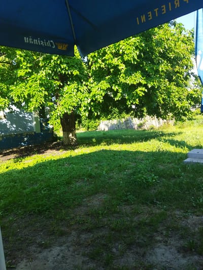 This media file depicts an outdoor scene, likely in Costești, Moldova, on a bright, sunny day. The foreground is dominated by a lush green lawn, with patches of darker soil visible. The scene is shaded by a large, dark blue umbrella, which takes up the top portion of the frame. The umbrella has white lettering that appears to be a logo or brand name, though it is partially obscured and reversed.
Behind the umbrella, a large, leafy green tree stands prominently, its branches reaching upwards and outwards, casting dappled shadows on the ground. To the left of the tree, a portion of a light-colored building with blue trim is visible. The building appears somewhat weathered, with peeling paint in places. A wooden fence, some sections of which are leaning or broken, runs across the middle ground of the image, separating the immediate area from a more overgrown patch of vegetation beyond. The overall impression is one of a casual, perhaps backyard or outdoor seating area, set against a backdrop of nature and a simple rural dwelling. The bright sunlight suggests it is daytime, likely late morning or afternoon.