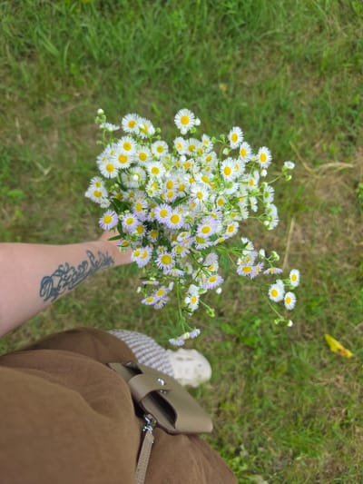 A first-person perspective shot shows a bouquet of small daisy-like flowers with white petals and yellow centers, some with light purple tips, held in a person's left arm. The person's arm has a dark tattoo visible. The person is wearing a brown skirt or dress and a tan handbag with a woven strap is visible on their right side. A light-colored shoe is also partially visible. The background is a grassy area with some dry leaves and blades of grass. The lighting suggests it could be daytime, with overcast or diffused light, giving a soft overall tone. The scene evokes a sense of casual enjoyment of nature, perhaps picking wildflowers. There is no visible text. The location context is Krasnochervonnyi, Russia.