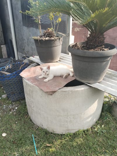 The image captures an outdoor scene in Bangsri, Indonesia, under bright daylight. The primary subject is a small, slender white cat, lying relaxed on a reddish-brown sheet. The cat possesses striking heterochromia, with one eye being light blue and the other amber or light green, and is wearing a dark-colored collar with a small tag. It looks directly at the viewer with a calm expression.
The cat rests on a reddish-brown protective sheet covering a large, light grey, cylindrical concrete structure, which resembles a well or a large drum. Adjacent to the cat on this structure, a substantial dark grey pot holds a lush green potted plant, likely a cycad or sago palm. Behind this, another dark grey potted plant with sparser, yellower foliage is visible, situated on corrugated roofing sheets that extend across the top of the concrete cylinder.
To the left of the concrete structure, a tall, blue woven basket, possibly made from plastic strips, stands on the ground. The foreground and surrounding area are covered with green grass interspersed with small patches of dirt and pebbles. In the background, a concrete wall stands, featuring a couple of white pipes running vertically along its surface. The clear, bright sunlight suggests it is daytime, possibly morning or afternoon. The setting appears to be a functional or informal outdoor space, such as a backyard or utility area. There is no visible text in the image.