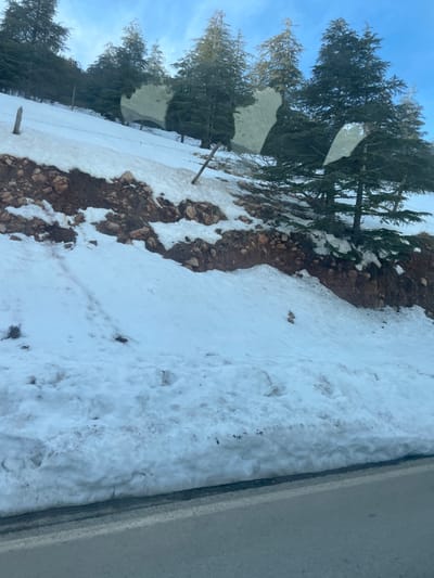 The image depicts a snow-covered mountainous or hilly landscape adjacent to a paved road in Had Oued Ifrane, Morocco, under a clear blue sky. In the foreground, a gray asphalt road with a faint white line along its edge occupies the bottom portion of the frame. Immediately next to the road, a thick bank of white snow with visible dirt and debris extends upwards, forming a natural barrier. Above this snow bank, an exposed earth embankment with reddish-brown soil and various rocks rises, partially covered by patches of snow. Footprints are discernible in the snow on the lower slopes.

Further up the slope, several tall coniferous trees, likely cedars or pines, are heavily dispersed across the snow-covered terrain. Two wooden fence posts are visible on the left side of the upper slope, suggesting a boundary or structure. The snow cover on the upper slope appears thinner, revealing more of the underlying dark soil and rocks. The sky in the upper right quadrant is bright blue, indicating daylight. No individuals or animals are present in the scene. The overall impression is a winter mountain scene with snow partially melting, revealing the underlying earth and trees.