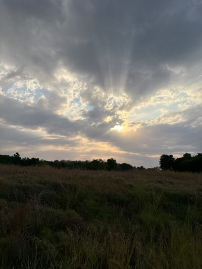 A landscape photograph depicts a field of dry, tall grass under a dramatic sky at dusk. The sun is partially obscured by thick, gray clouds, but its rays are piercing through, creating a crepuscular effect. The light filters down, illuminating patches of the sky with a warm glow and casting ethereal beams. In the distance, a line of dark trees marks the horizon, with a few taller trees standing out against the twilight sky. The foreground is dominated by the dry, brown and green blades of grass, some of which appear to be bent and weathered. The overall impression is one of a serene yet dramatic natural scene, possibly captured in the outskirts of Kubutambahan, Indonesia, during the transition from day to night. There are no people or animals visible in the frame.