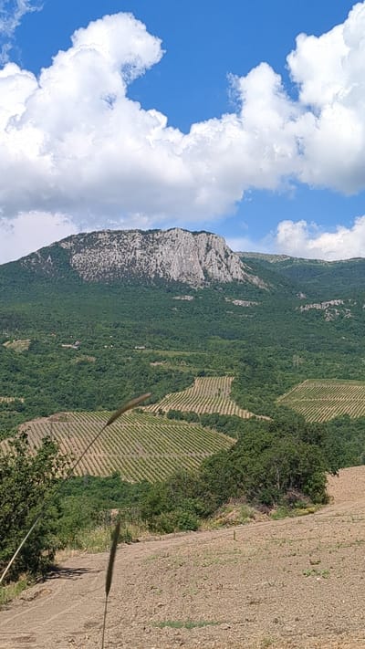 The image shows a scenic view of mountains and vineyards in Malyi Mayak, Ukraine. In the foreground, a dirt path leads up a gentle slope. In the middle ground, rows of vineyards are visible on terraced hillsides, with lush green trees interspersed. In the background, a large, rocky mountain dominates the landscape, its slopes covered in dense green vegetation. The sky above is a vibrant blue, dotted with fluffy white clouds. The overall scene depicts a rural, natural environment with agricultural activity.