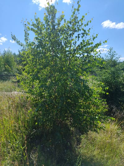 In Sosnovyy Bor, Russia, on a sunny day with a clear blue sky and scattered white clouds, a medium-sized deciduous tree with vibrant green leaves stands prominently in the foreground. The tree's branches reach upwards and outwards, some leaves catching the sunlight, giving them a slightly yellow tint in places. The tree is surrounded by tall, green grass and other smaller vegetation. In the background, a dense line of trees forms a natural barrier, with a chain-link fence visible through some of the foliage. The scene depicts a natural, outdoor environment, likely on the outskirts of the city, characterized by abundant plant life under a bright sky.