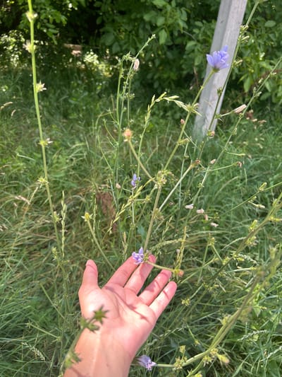 A hand is reaching out towards a small, light purple flower. The flower is growing on a tall, thin stem, surrounded by green grass and other plants. The scene appears to be outdoors, possibly in a field or meadow. The lighting suggests it is daytime, with sunlight casting shadows on the hand. There are other small buds and flowers visible on the stems, indicating a natural setting. The image is slightly out of focus, giving it a soft, natural feel. There is a hint of a light-colored wooden or metal fence in the background. The overall mood is peaceful and observational.