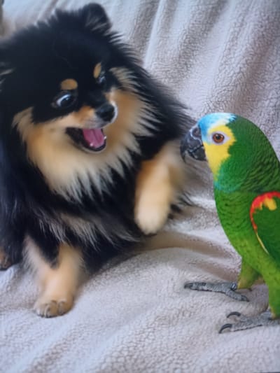 A pomeranian dog with black and tan fur is looking at a green amazon parrot. The dog's mouth is open and it appears to be barking or yawning. The parrot is facing the dog and has its head tilted. The two animals are on a textured, light-colored blanket. The image is taken from a medium distance.