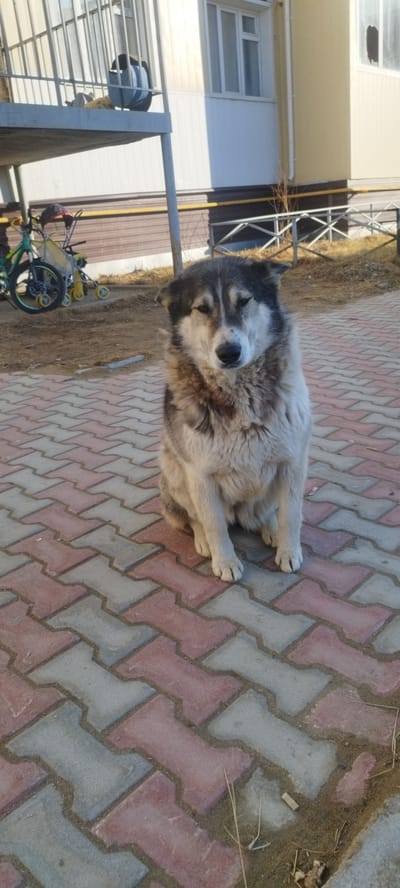 A medium-sized dog, predominantly white and gray with dark gray ears and a long, thick coat, is seated on a brick-paved area. The dog's eyes are nearly closed. The setting appears to be outdoors, near a building with a balcony and a visible bicycle in the background. The location is Zhatay, Russia, as inferred from the request.
