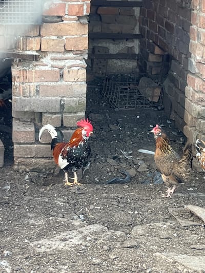 Two chickens are standing on the ground in what appears to be a farmyard or coop. The chicken on the left is a rooster with a red comb, black and white speckled body, and a white tail feather. The chicken on the right is a hen with brown and tan plumage. Both chickens are facing each other. The ground is covered in dirt, scattered feathers, and some debris including black plastic. Behind the chickens, there is a brick structure that appears to be a wall or part of a building. There is also a metal grate or cage in the background. The lighting suggests it is daytime. The scene is located in the city of Sadovo, Bulgaria.