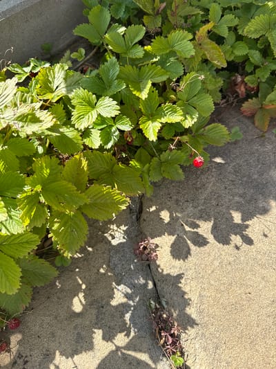 A single wild strawberry, bright red against the backdrop of green leaves, hangs from a delicate stem. The strawberry is located on a paved surface, likely a sidewalk or path, in Chavei, Bulgaria. The sun casts dappled shadows from the surrounding foliage onto the ground, creating a natural and serene outdoor scene.