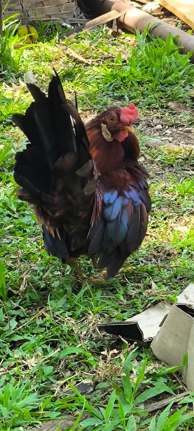 A rooster with dark brown and iridescent blue feathers stands on grass in Aluebutuha, Indonesia. Its comb is bright pink, and its wattles are pale. The background shows dry leaves, dirt, and some cardboard boxes.
