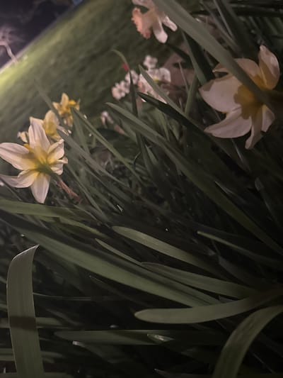 The image depicts daffodils and leaves. Some of the daffodils are white and yellow. The leaves are green and are of various sizes. The location is not discernable from the image. There are no people or actions.